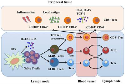 CD8+ Resident Memory T Cells and Viral Infection